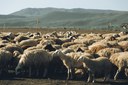 CAMPUS DE AREIA DA UFPB SEDIA SIMPÓSIO SOBRE SAÚDE ANIMAL APLICADA A CABRAS E OVELHAS